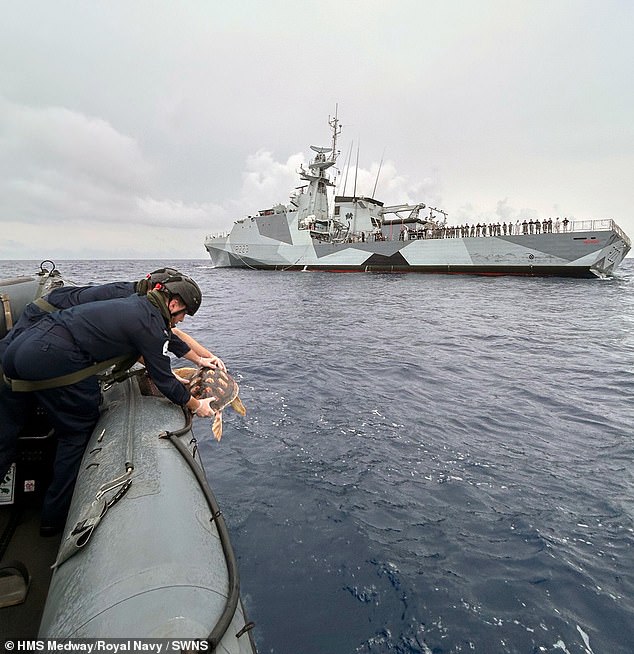 Seis tartarugas tropicais resgatadas depois de chegarem às nossas costas durante uma tempestade no Atlântico foram devolvidas à natureza por uma tripulação de um navio de guerra da Marinha Real.