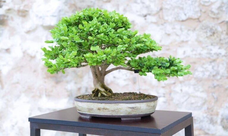 5 plantas japonesas que trazem beleza e bem-estar para o seu lar