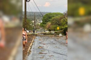 Além da árvore, um poste caiu em frente a uma escola de ensino infantil na QI 3