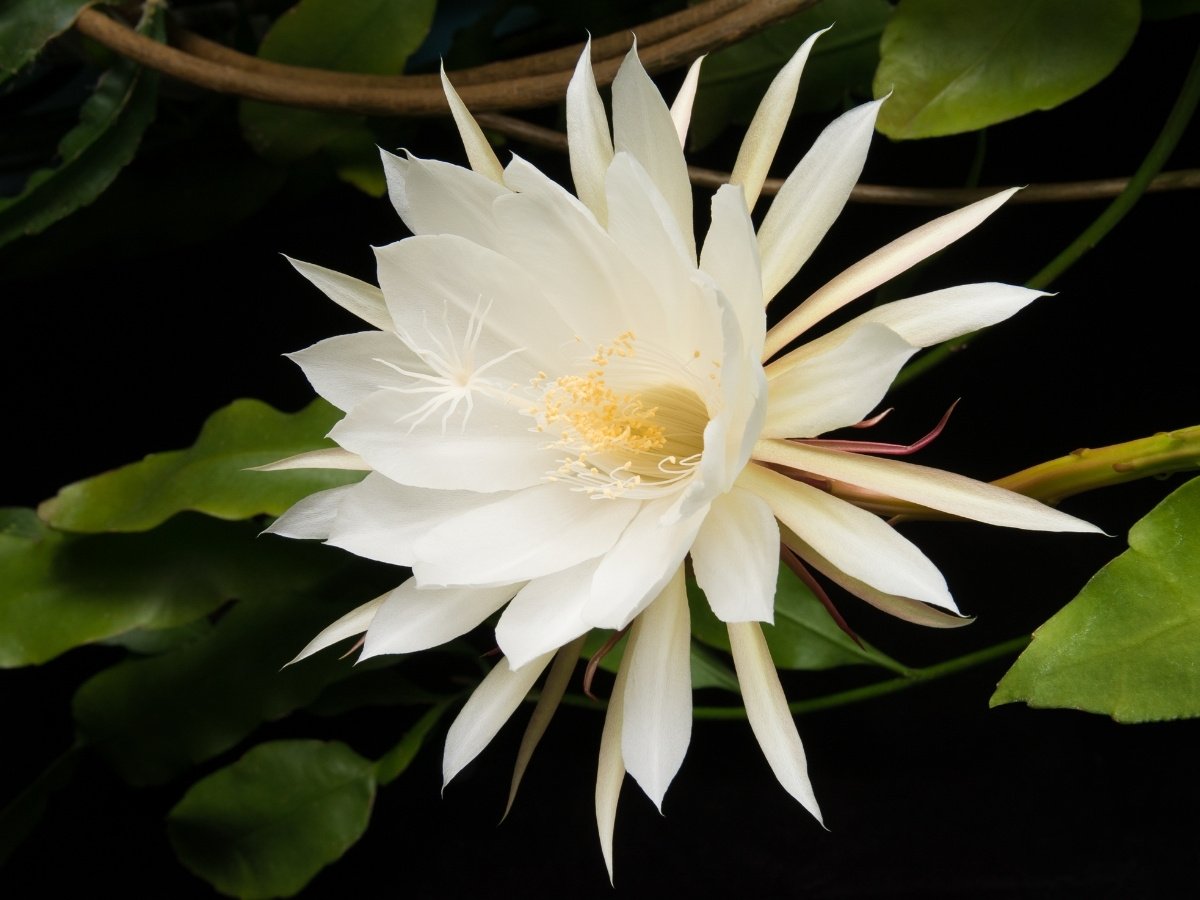 A imagem mostra uma flor branca exuberante (dama-da-noite), provavelmente uma Dama da Noite (Epiphyllum oxypetalum). Suas pétalas longas e delicadas se abrem em forma de estrela, revelando um centro amarelo com estames. A flor contrasta com o fundo escuro e algumas folhas verdes visíveis ao redor.