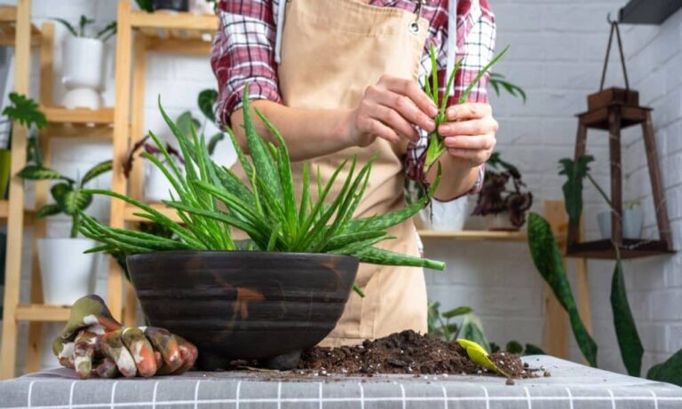 Não consegue respirar direito? 5 plantas que purificam o ar para ter em casa