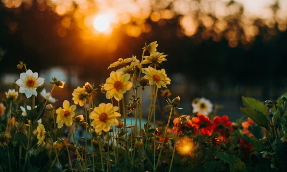 Como plantar a flor de onze horas.