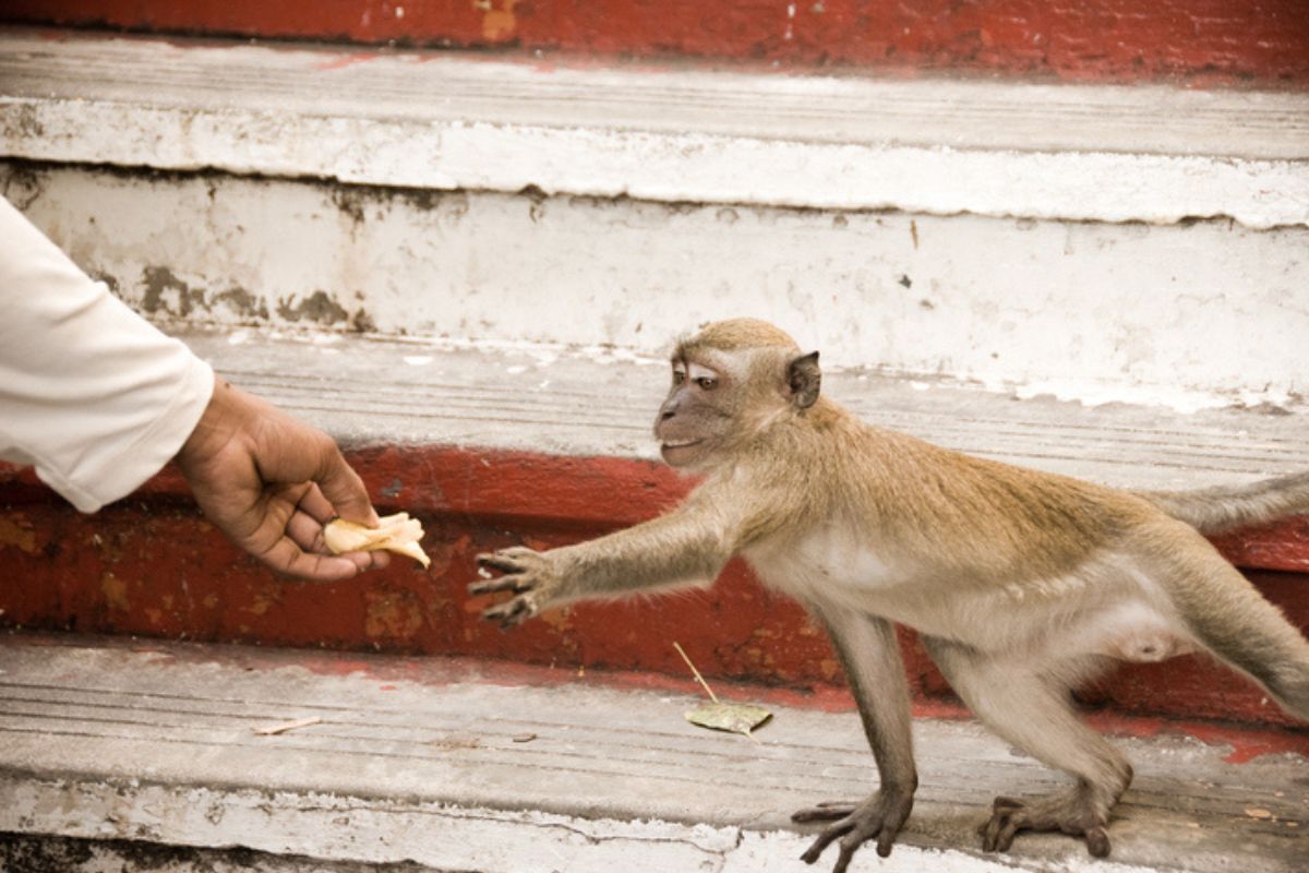 Imagem colorida de macaco recebendo alimento