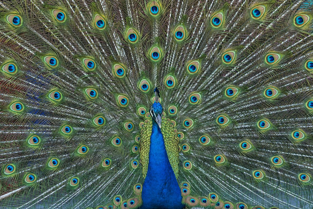 Imagem mostra pavão macho com o rabo aberto e colorido - Metrópoles