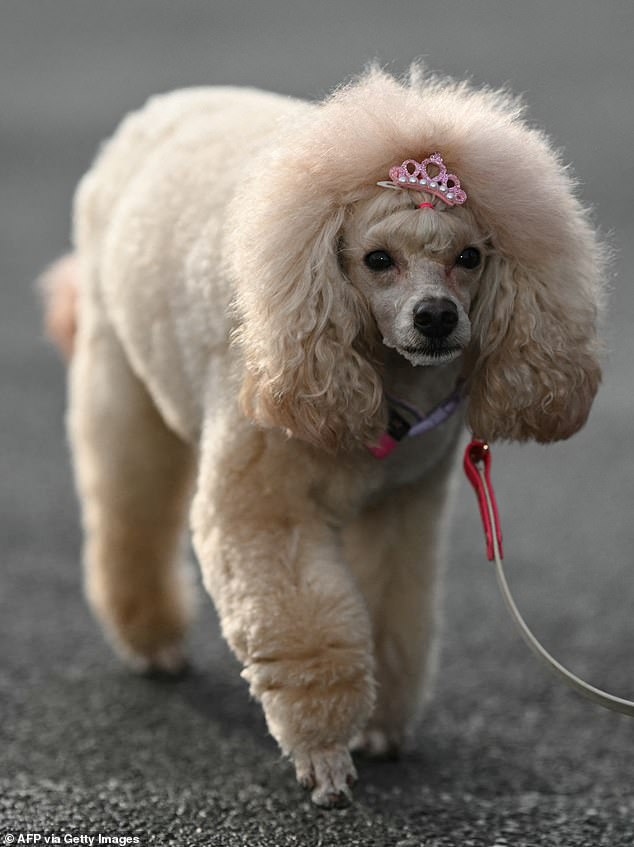 Em TH TH Pink: Um poodle em miniatura usando uma tiara chega no segundo dia do Crufts Dog Show no NEC de Birmingham - cerca de 150.000 espectadores assistirão ao show, que termina com o melhor show no domingo